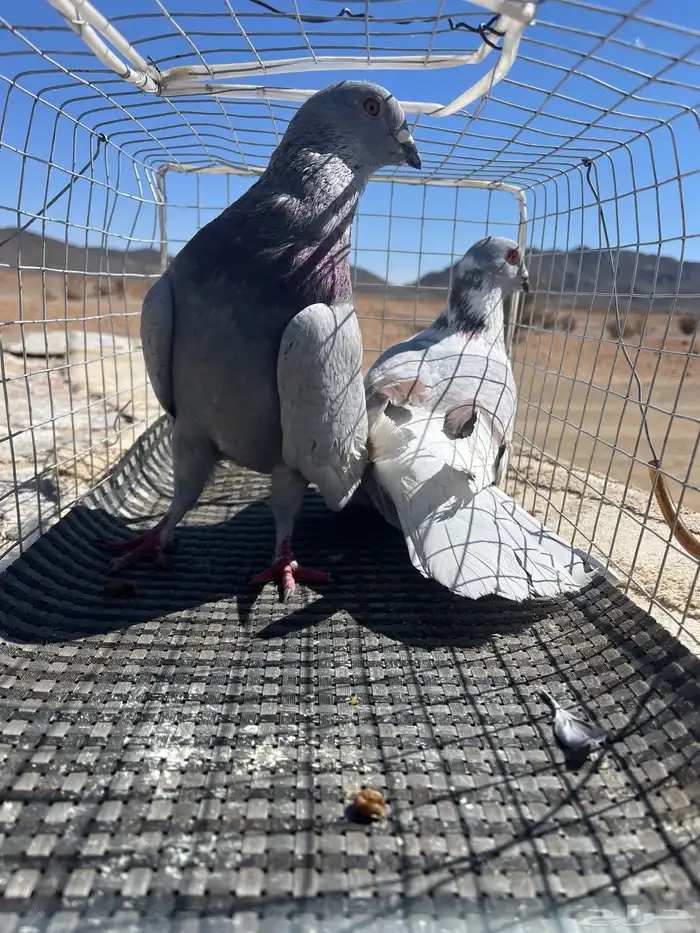 حمام للبيع 0