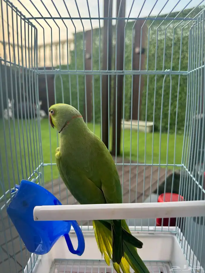 ذكر درة هندي 3