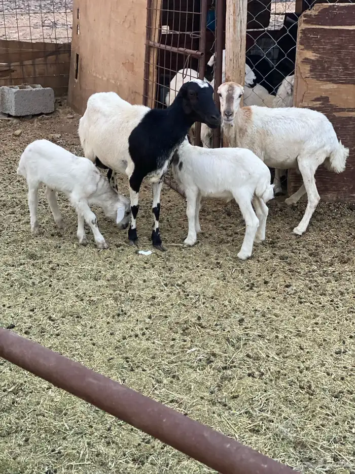 للبيع ضان رفيديات ولد 1