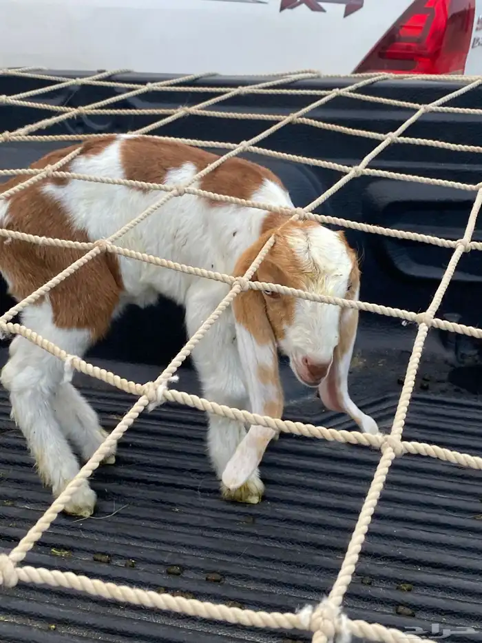 للبيع عنز ولد معها 2 0