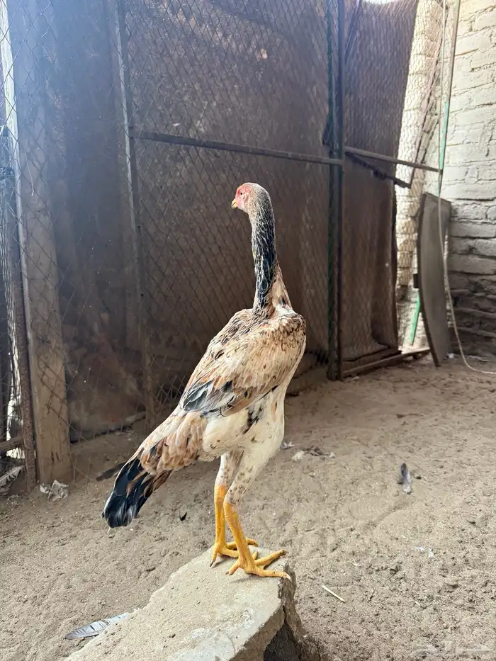 شامو يباني 3