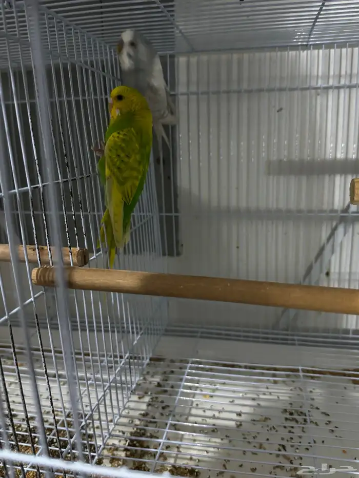 طيور زينه بادجي 0