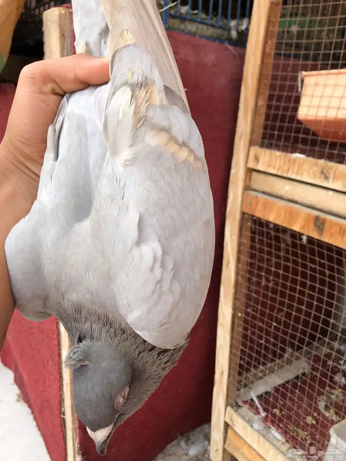 حمام زاجل فراشة جوز 3