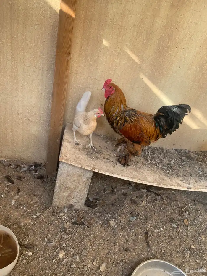 للبيع دجاج 1