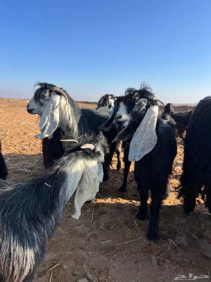 معزا عوارض 3