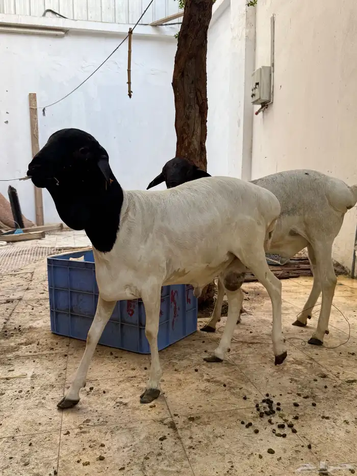 غنم بربري مربع 3