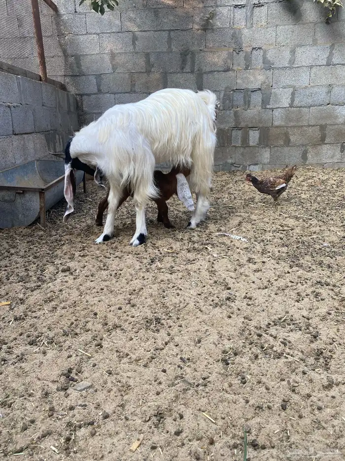 للبيع عنز مشروكه 3