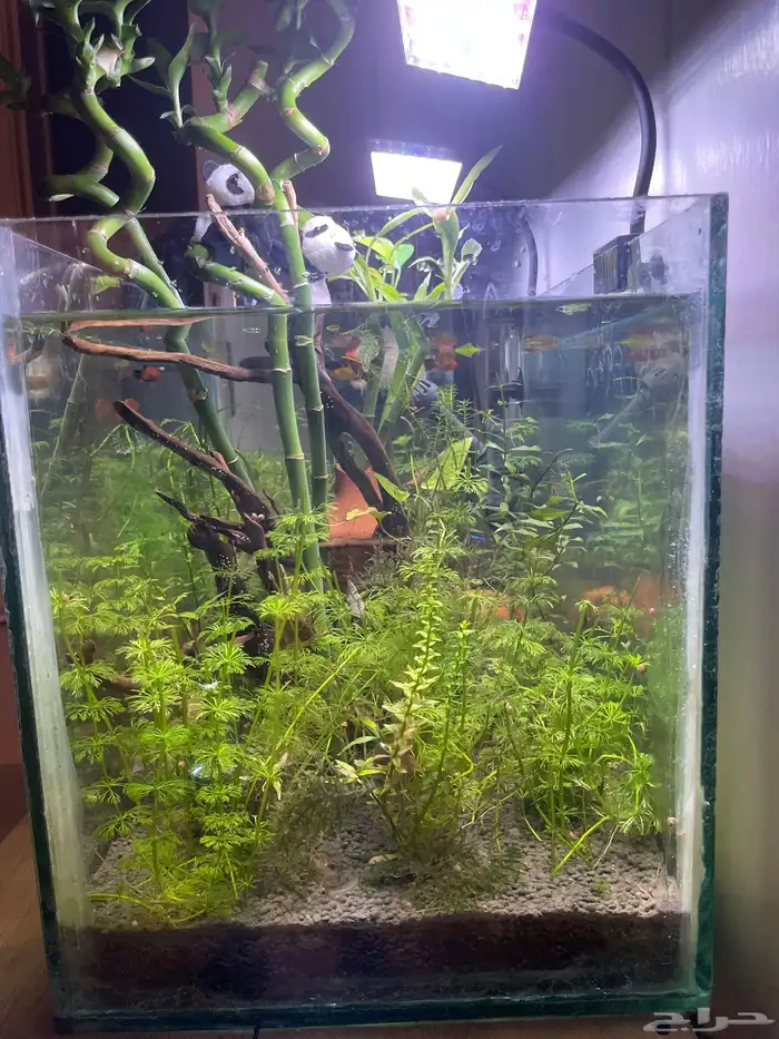 حوض سمك وحلزون ونباتات مائيه 1