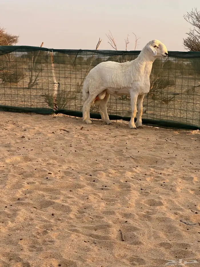 مشروع فحل حري 1