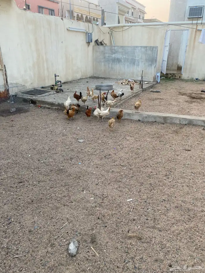 صيصان عمر ثلاث شهور 1