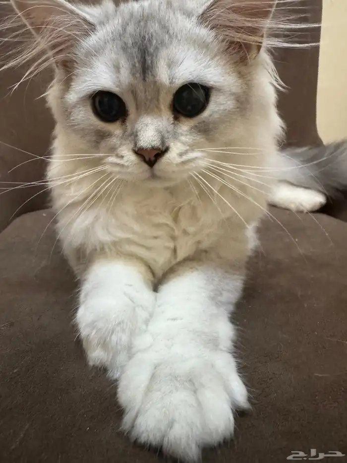 قطط سكوتش ستريت سيلفر. لعوب وحركي وأليف 2