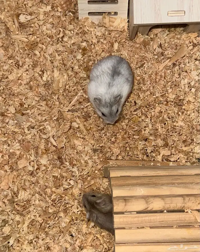 هامستر ونتر وايت (الدبدوب) 5