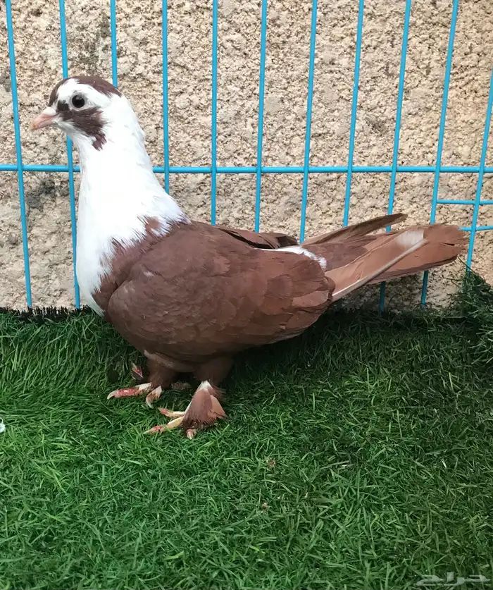 انثى لبناني 1