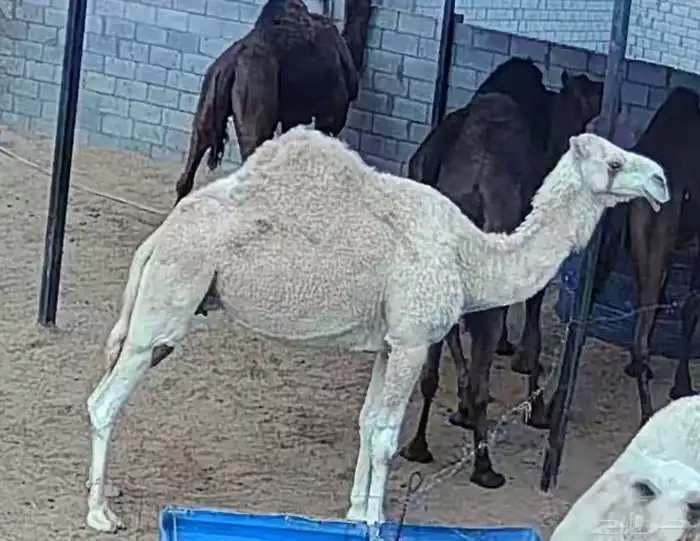 ناقة مجهم طيبة 2