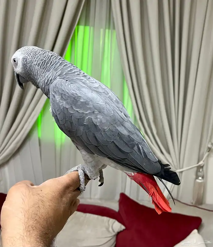 للبيع كاسيكو بالقفص 2