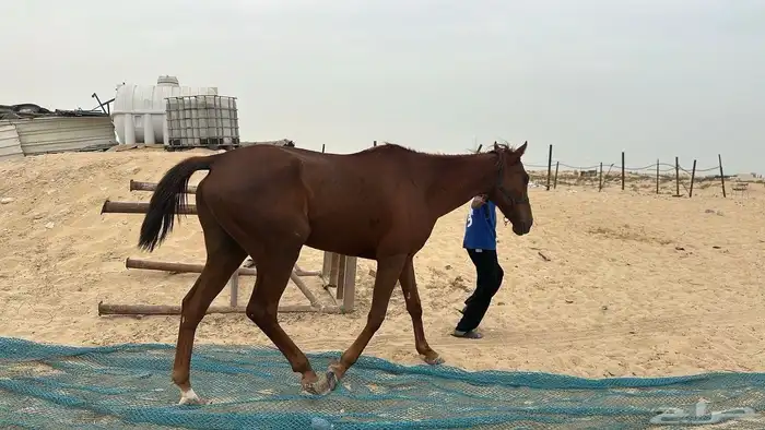 حصان انقليزي 1