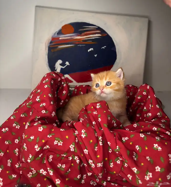 سكوتش فولد 2