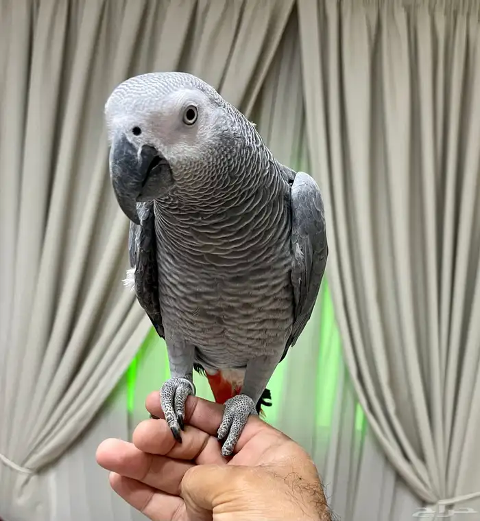 للبيع كاسيكو بالقفص 1