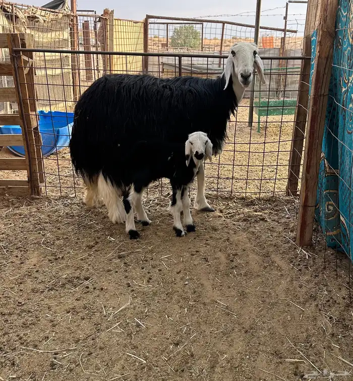 معزاء وبهم حري ونجديه والد 2