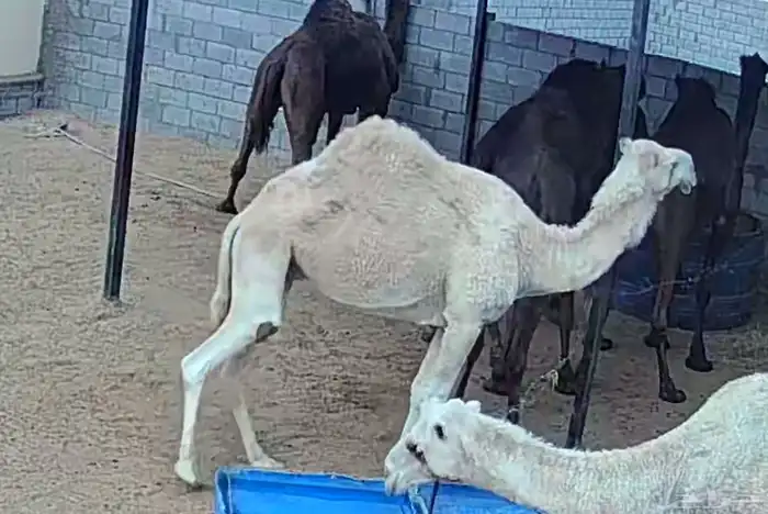 ناقة مجهم طيبة 3