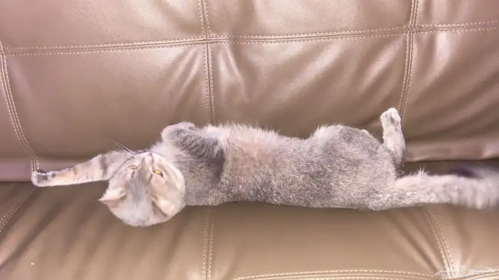 انثى للتبني 3