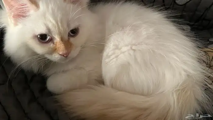 قط ذكر للتبني 2