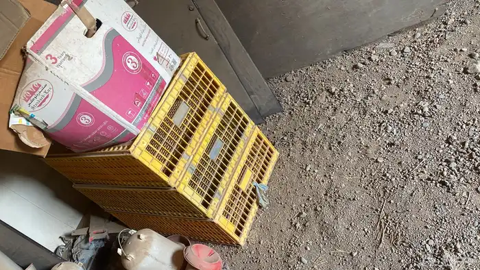 فقصت دجاج   اقفص 2