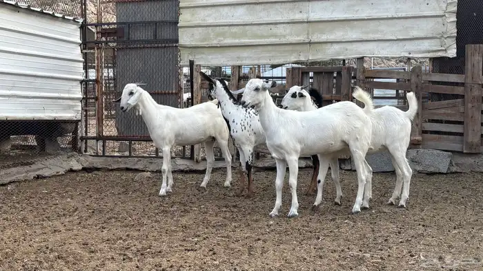 جفار بيشيات صنف 1