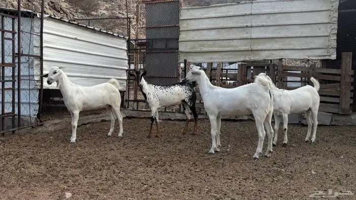 جفار بيشيات صنف 0