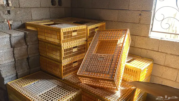 فقصت دجاج   اقفص 4