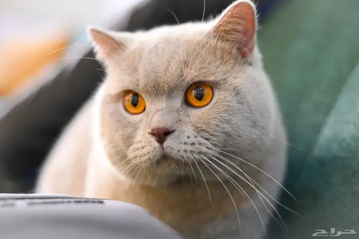 قط بريتش سلالة ابطال للتزاوج 19