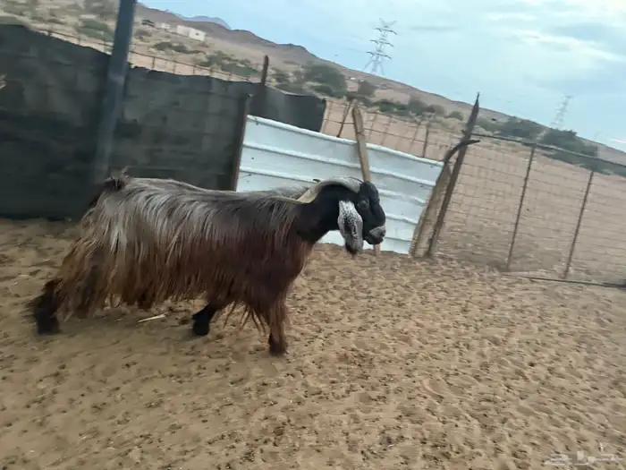 تيس المعزا فحل شرط القريع شرط الشرط العمر 5 سنوات 5