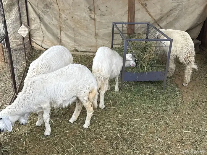 4 رخال حريه 1