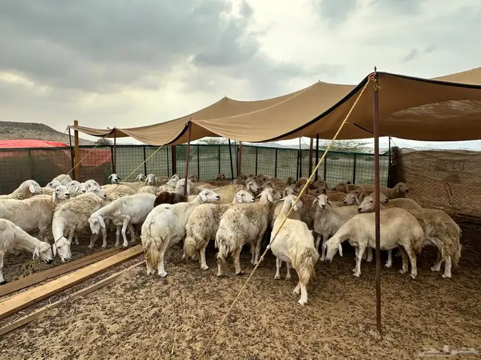 مشروع قائم تربية خرفان حرية مطلوب شريك 2