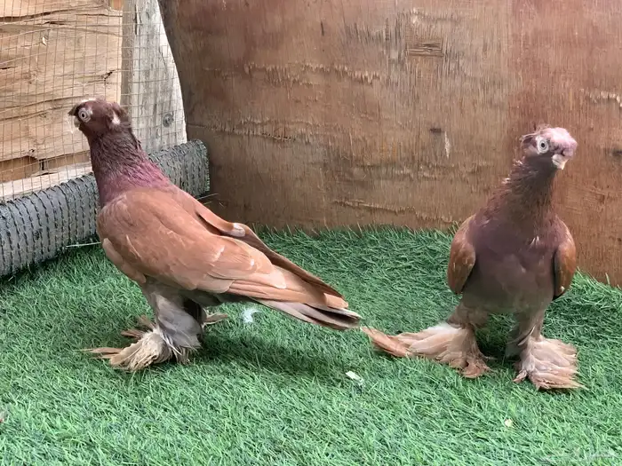 اجواز حمام زينه 5