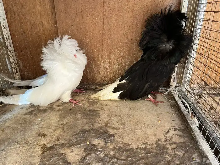 بيعه سريعه حمام زينه 2