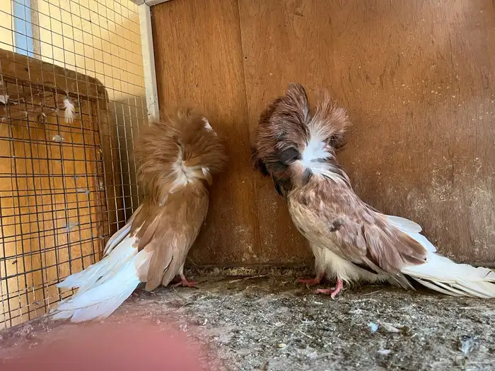 بيعه سريعه حمام زينه 3