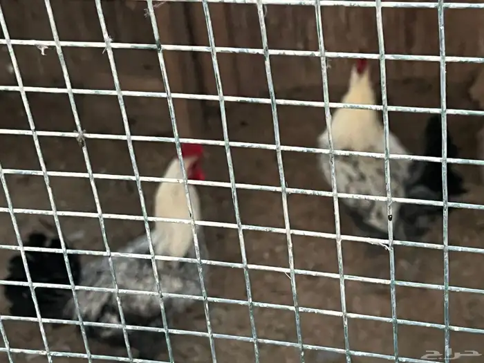 للبيع ديوك فيومي 1