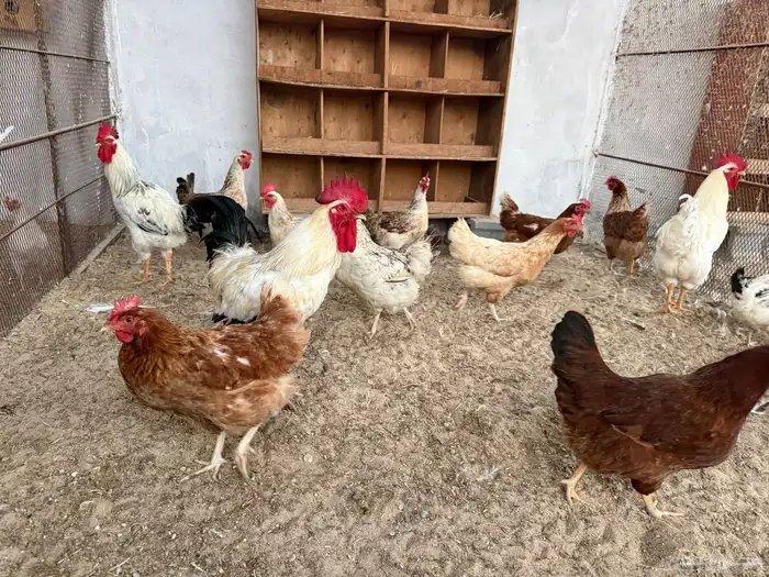 أطباق بيض دجاج (كوملبي-تركي-فرنسي-لوهمان) 4