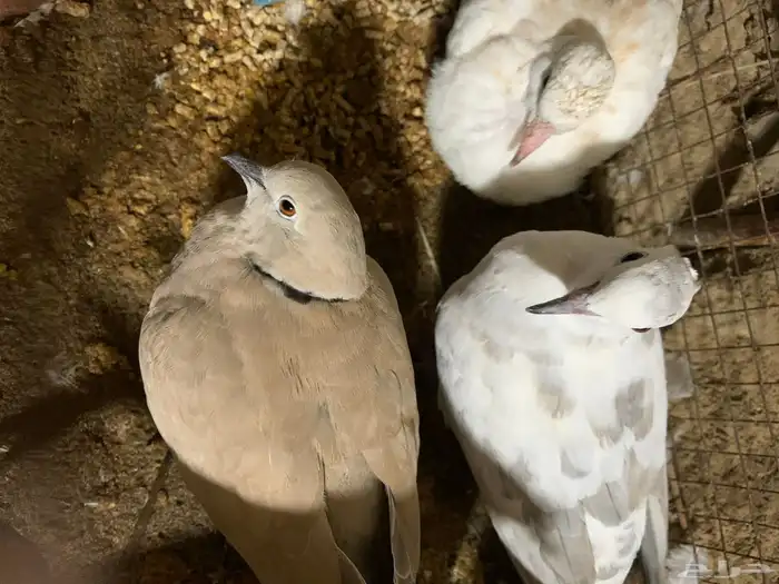 حمام ياكريم للبيع على السوم البيع جمله 2