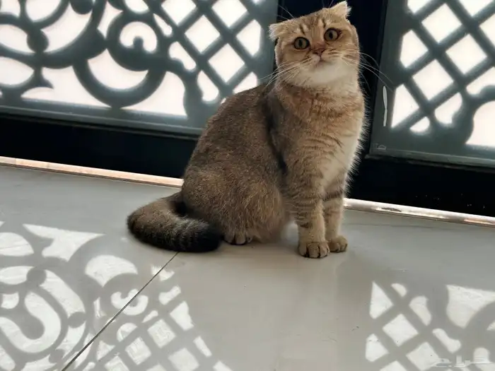 انثى سكوتش تربل فولد 0