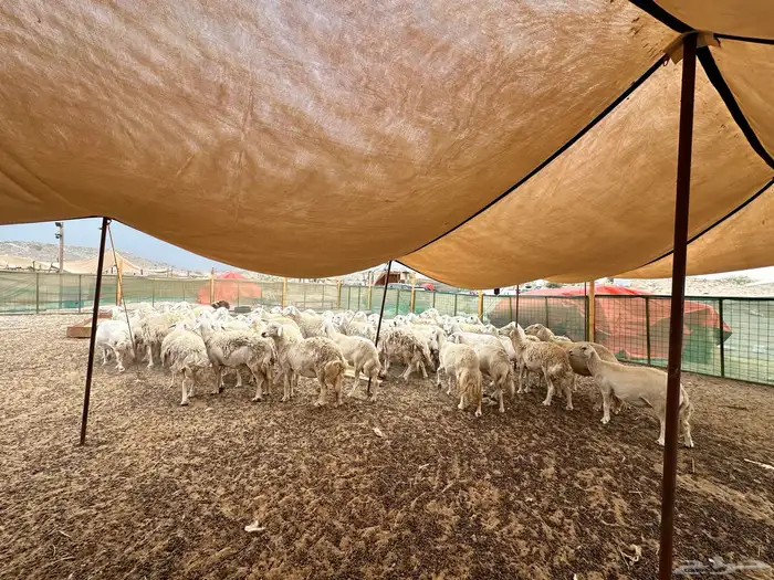 مشروع قائم تربية خرفان حرية مطلوب شريك 3