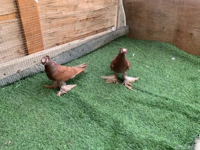 اجواز حمام زينه 7