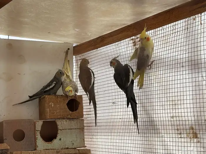 للبيع جمله ب1000 ومفرد واحد ذكر والباقي أناث 2