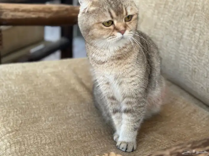 انثى سكوتش تربل فولد 2