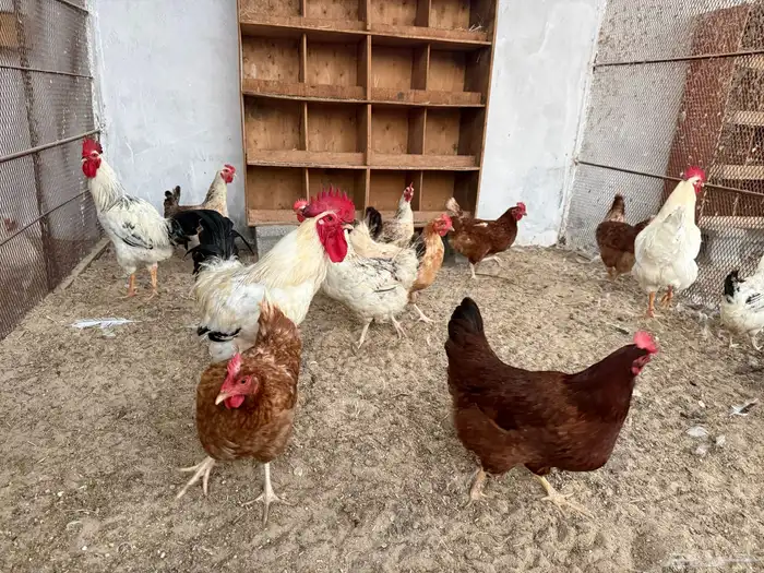 أطباق بيض دجاج (كوملبي-تركي-فرنسي-لوهمان) 1