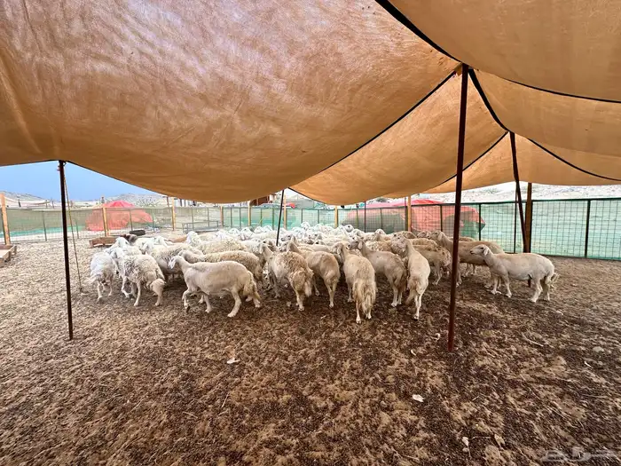 مشروع قائم تربية خرفان حرية مطلوب شريك 0