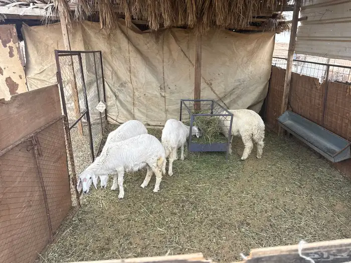 4 رخال حريه 0