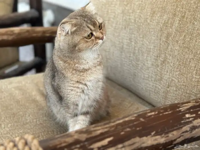 انثى سكوتش تربل فولد 1