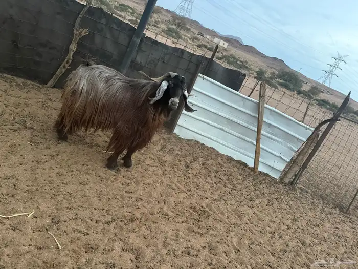 تيس المعزا فحل شرط القريع شرط الشرط العمر 5 سنوات 8